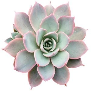 Meet your Posher, ♥️ amanda